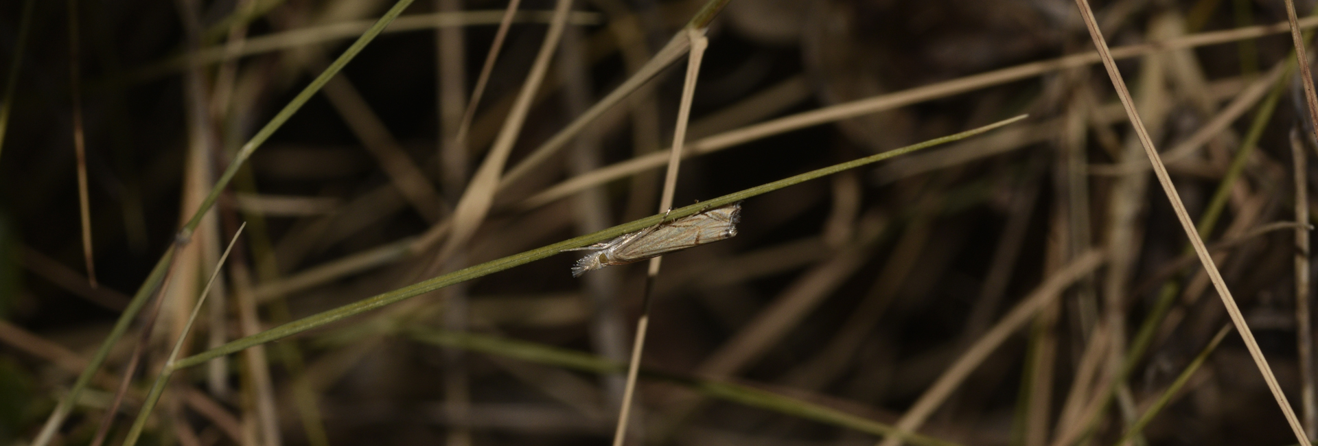 Metacrambus carectellus, Crete - photo © K. Bormpoudaki