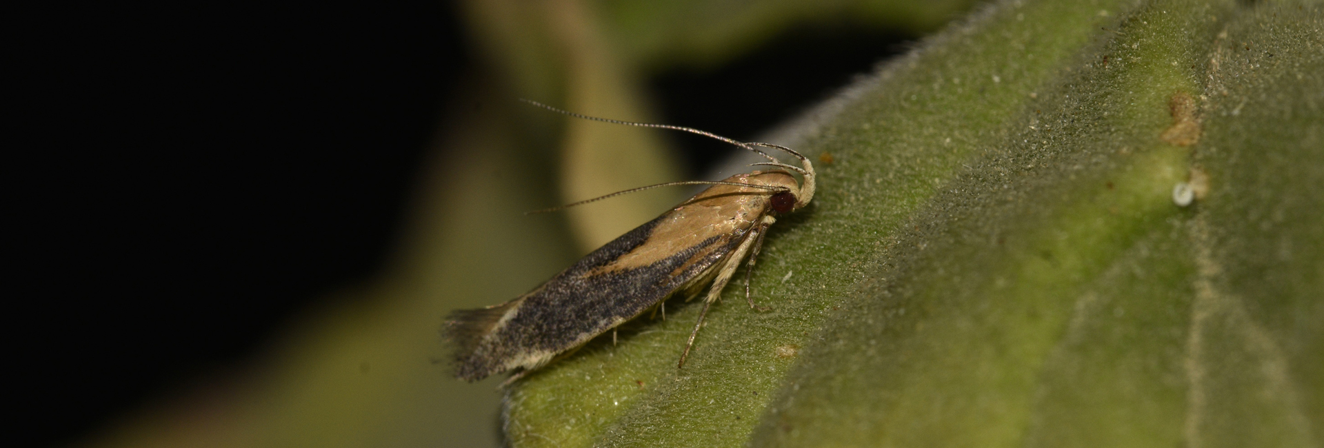 Stomopteryx basalis, Crete - photo © K. Bormpoudaki