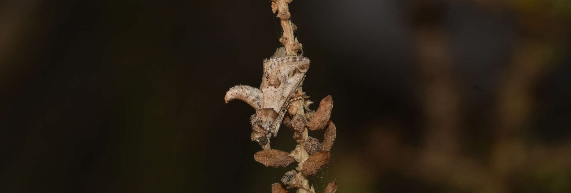 Hypotia infulalis, Crete - photo © K. Bormpoudaki