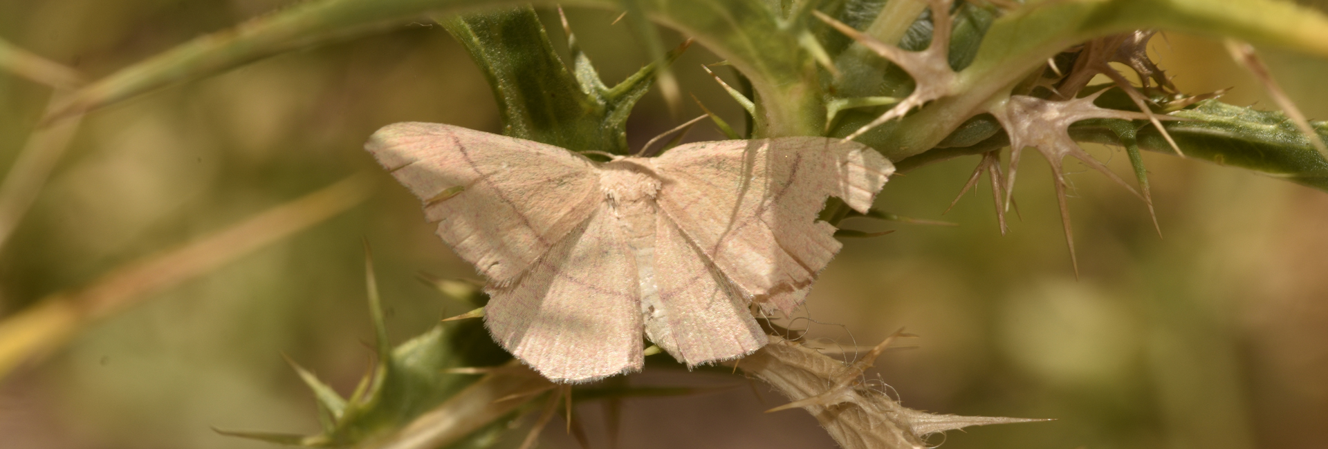 Cyclophora suppunctaria, Crete - photo © K. Bormpoudaki