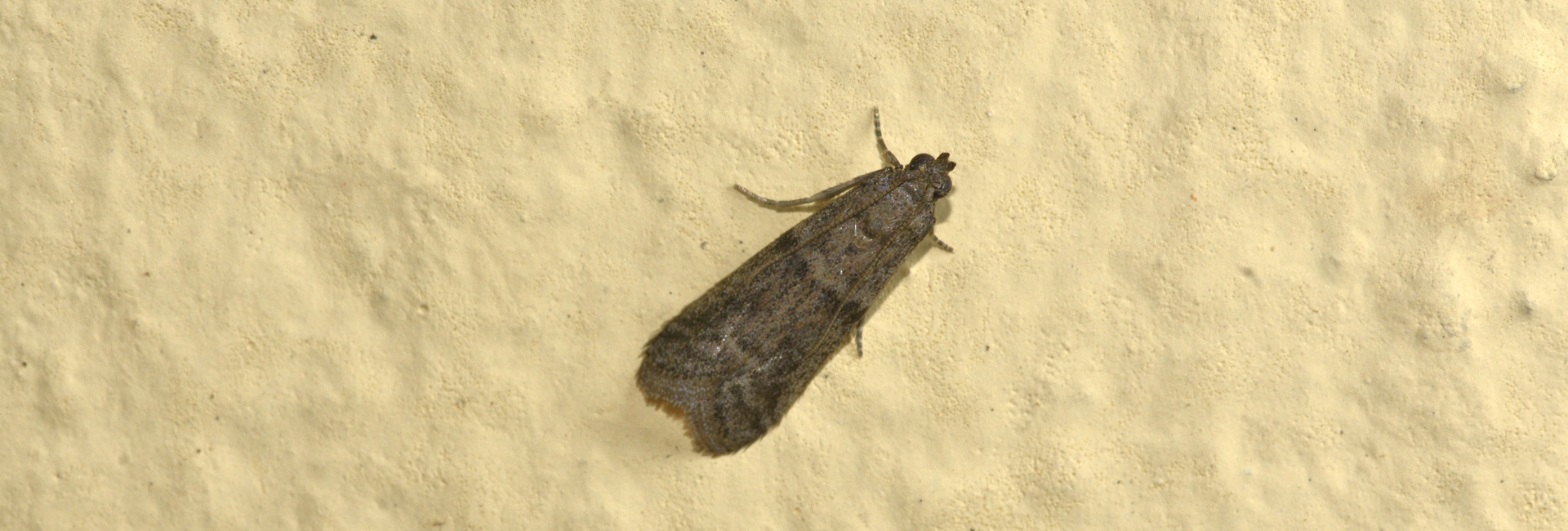 Ephestia woodiella, Crete - photo © K. Bormpoudaki