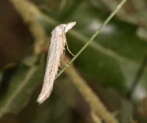 Pterolonchidae