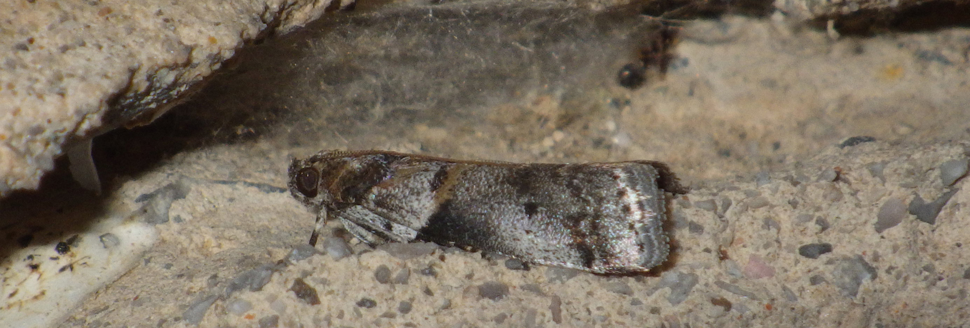 Acrobasis glaucella, Crete - photo © Andreas Manz