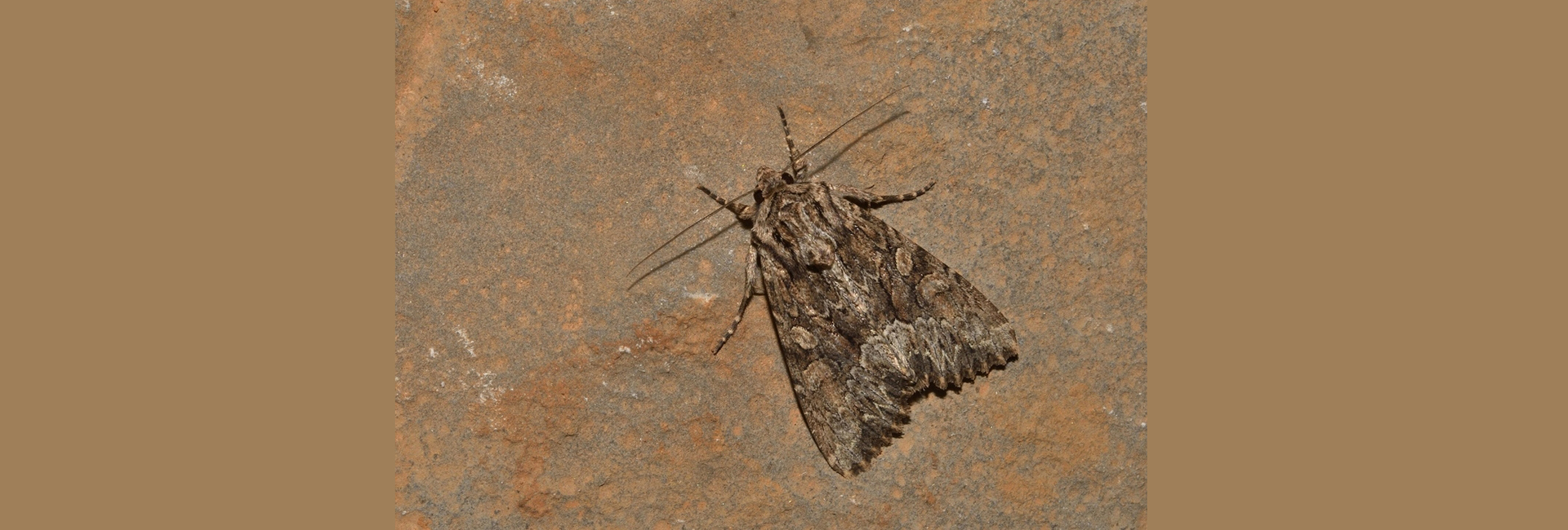 Apamea minoica, Crete - photo © Luca Sattin