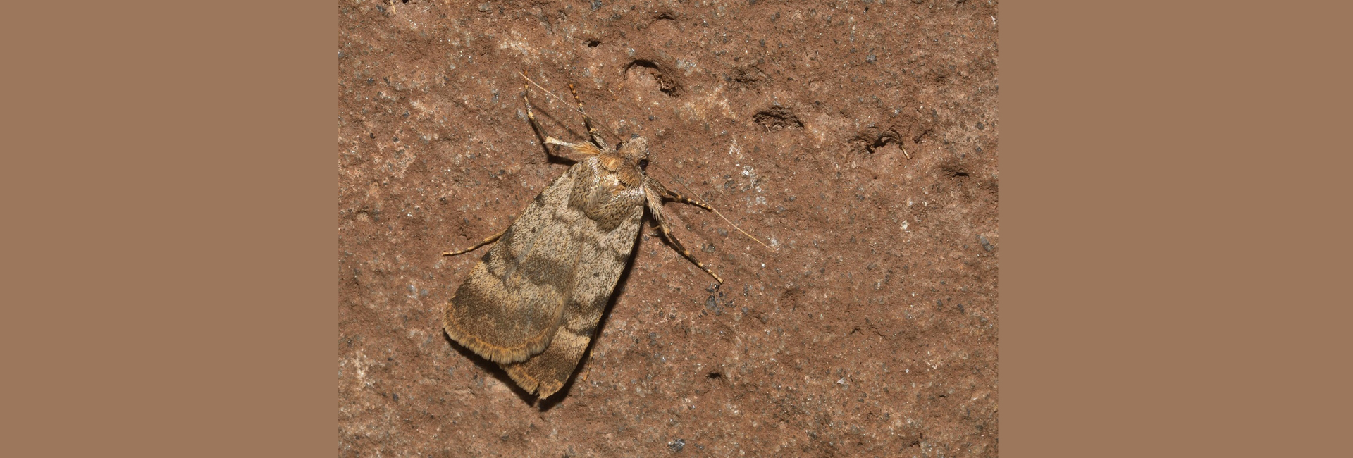 Autophila dilucida, Crete - photo © Luca Sattin