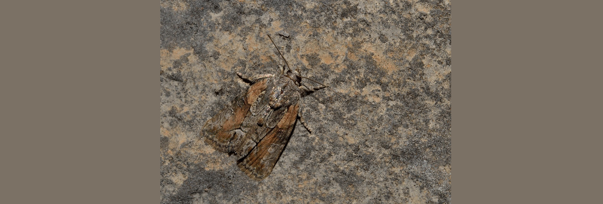 Bryophila raptricula, Crete - photo © Luca Sattin