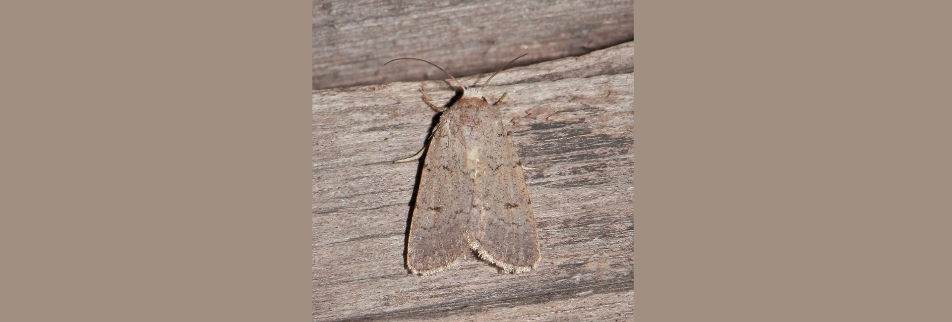 Caradrina aspersa, Crete - photo © Nikos Cheiladakis