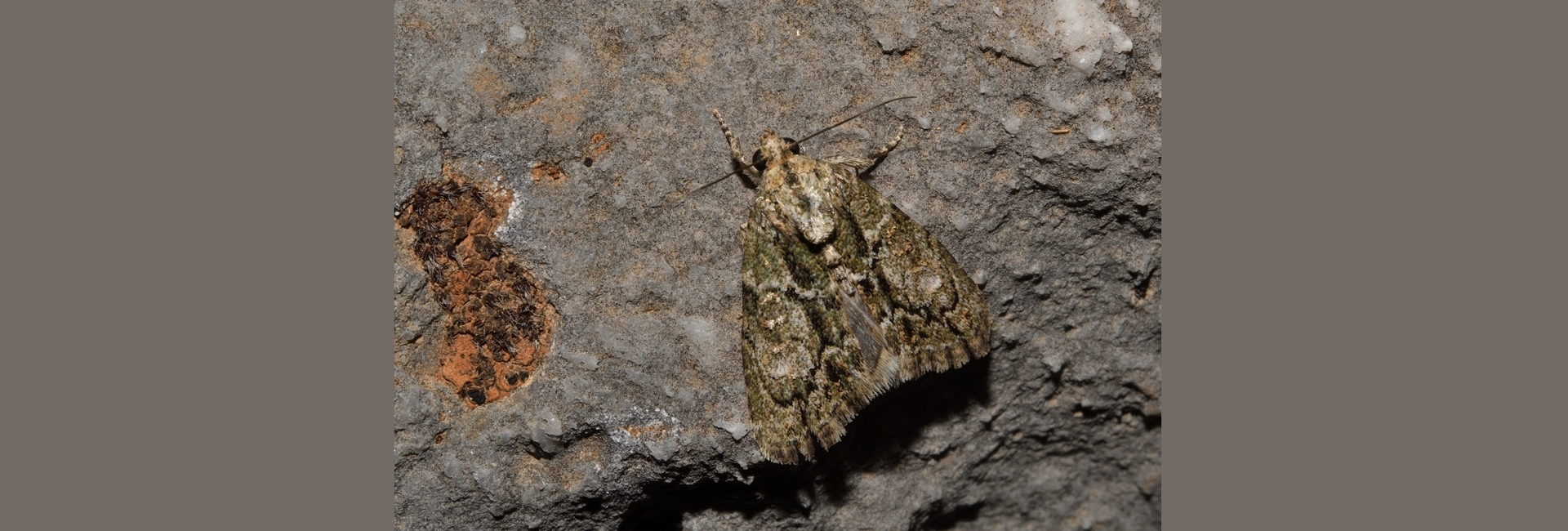 Cryphia omalosi, Crete - photo © Luca Sattin