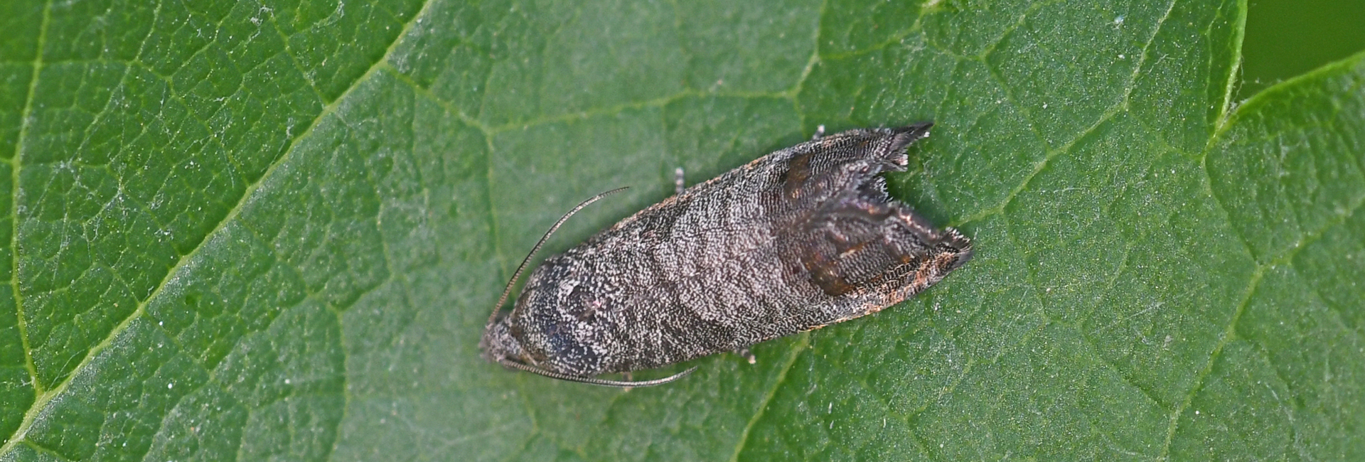 Cydia pomonella, Crete - photo © Fotis Samaritakis