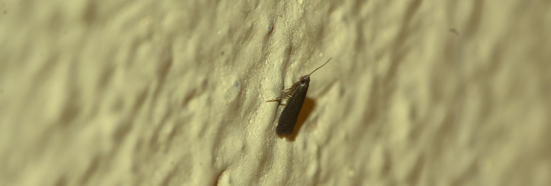 Coptotriche heinemanni, Crete - photo © K. Bormpoudaki