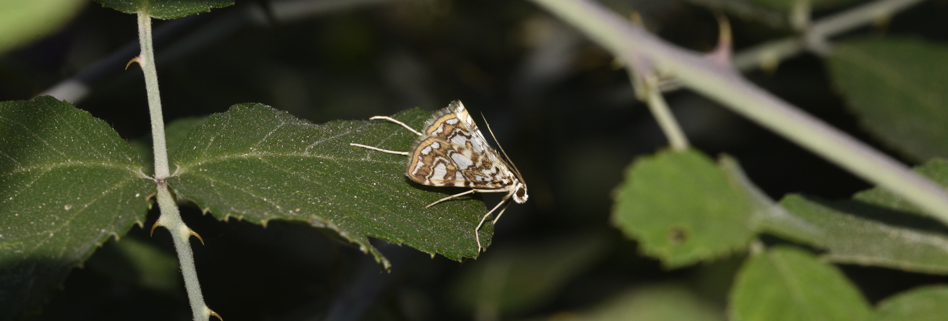 Elophila nymphaeata, Crete - photo © K. Bormpoudaki