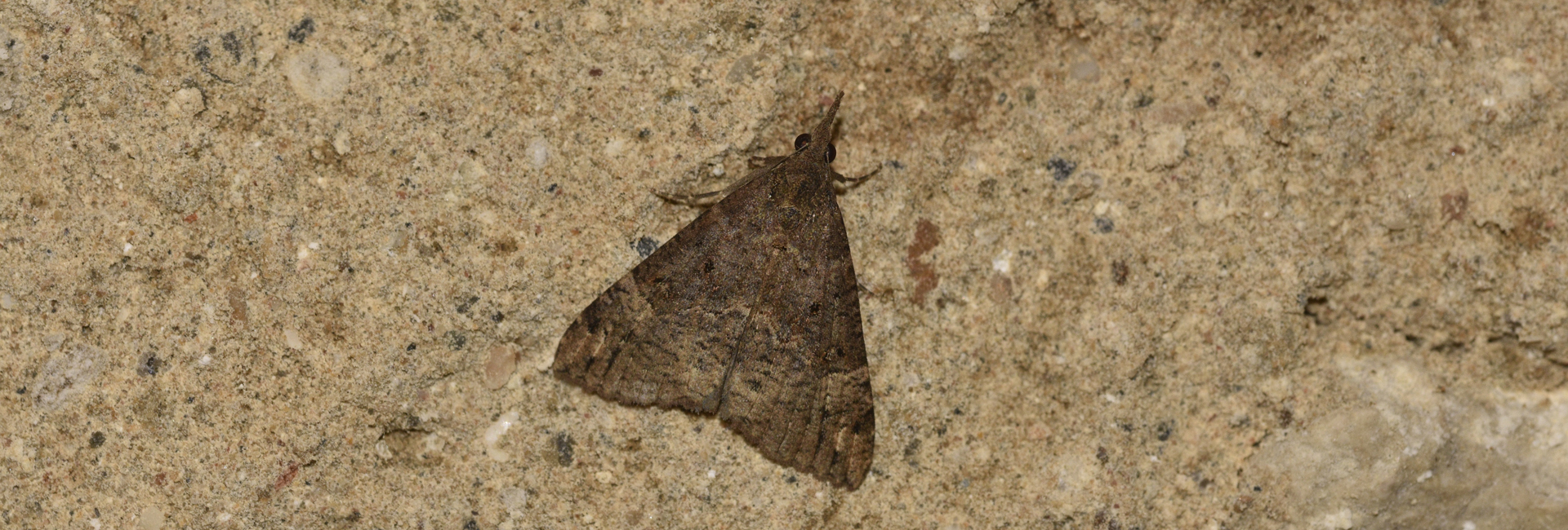 Hypena obsitalis, Crete - photo © K. Bormpoudaki