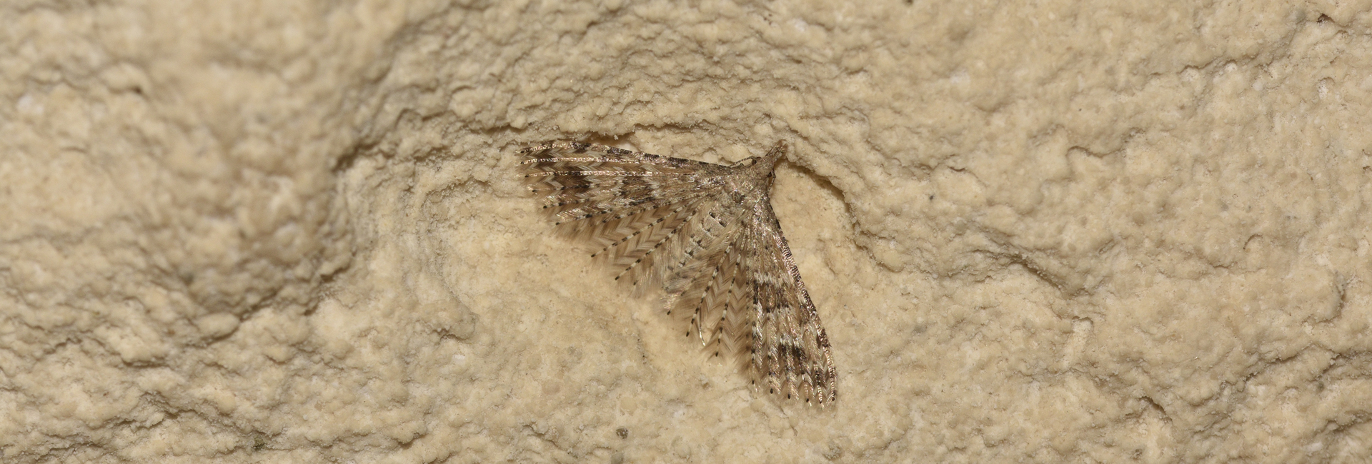 Alucita desmodactyla, Crete - photo © K. Bormpoudaki