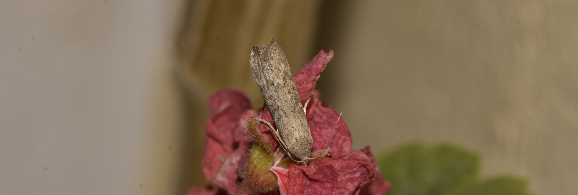 Aphomia cephalonica, Crete - photo © K. Bormpoudaki