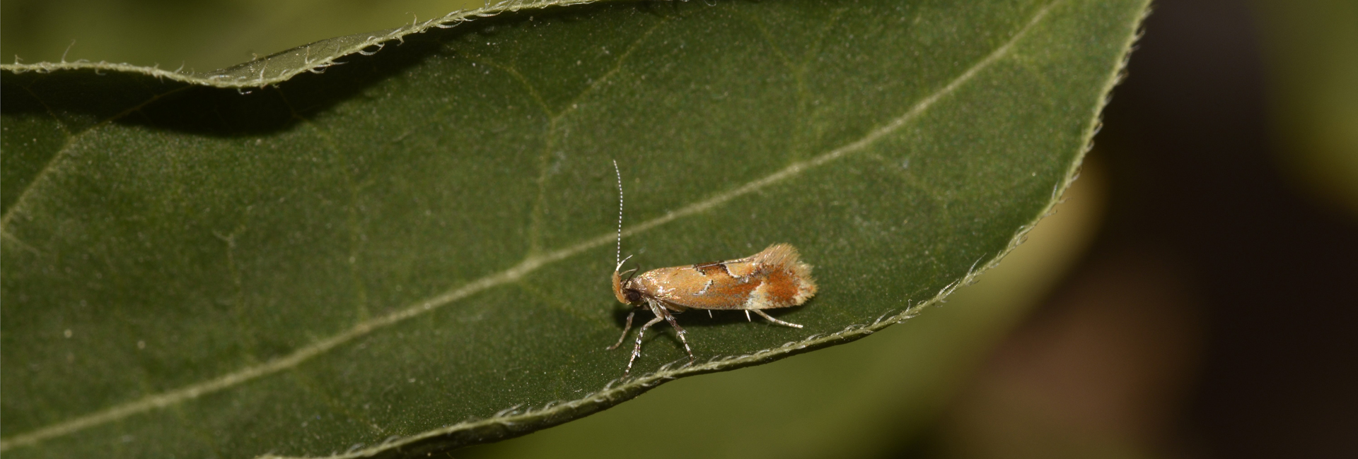 Callima formosella, Crete - photo © K. Bormpoudaki