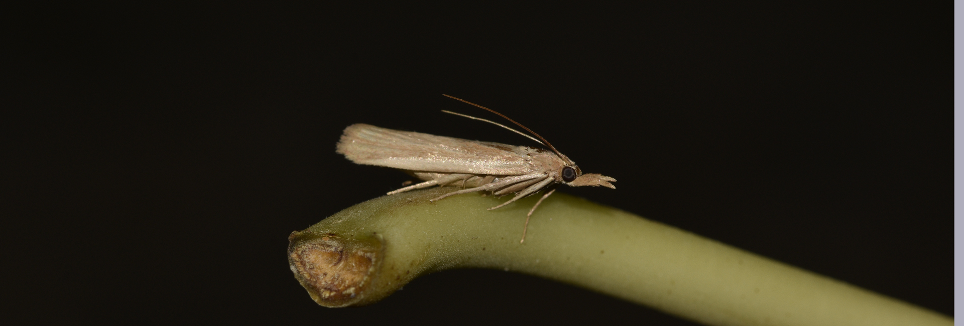 Polyocha strigosa, Crete - photo © K. Bormpoudaki