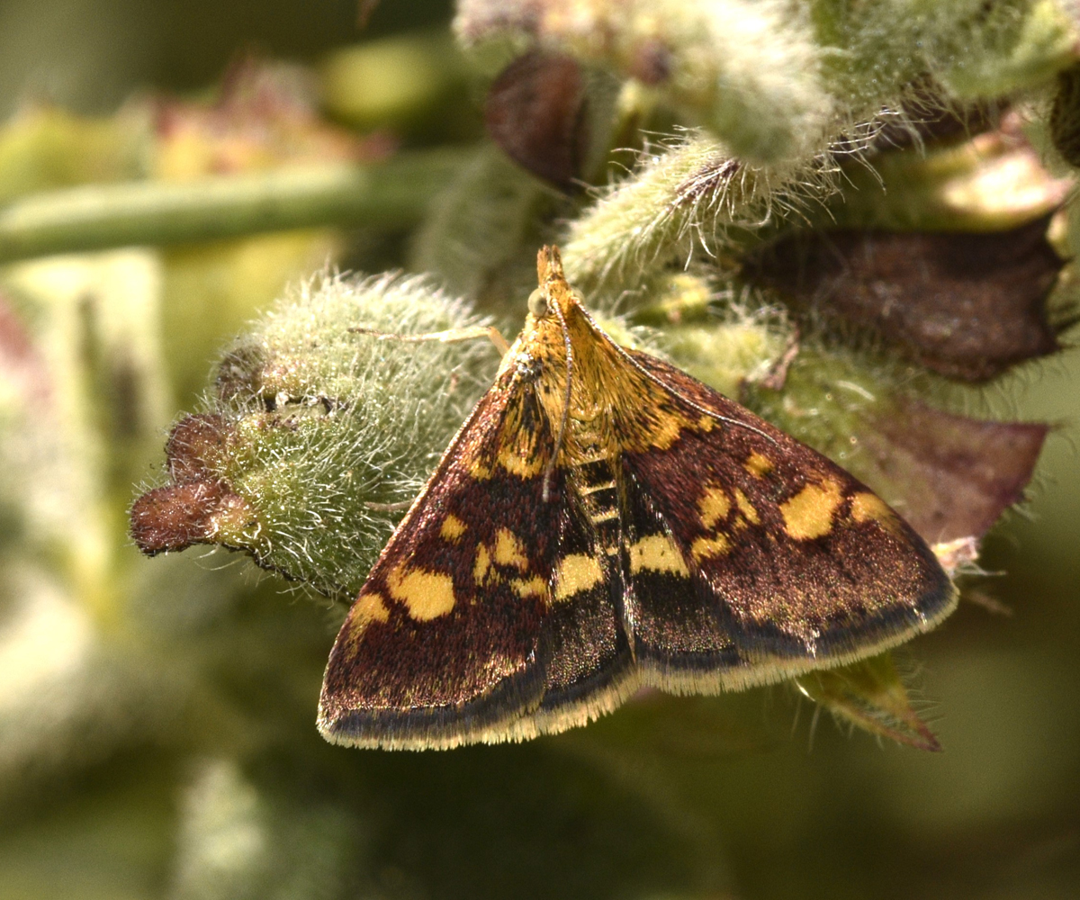 Pyrausta aurata, Crete - photo © K. Bormpoudaki