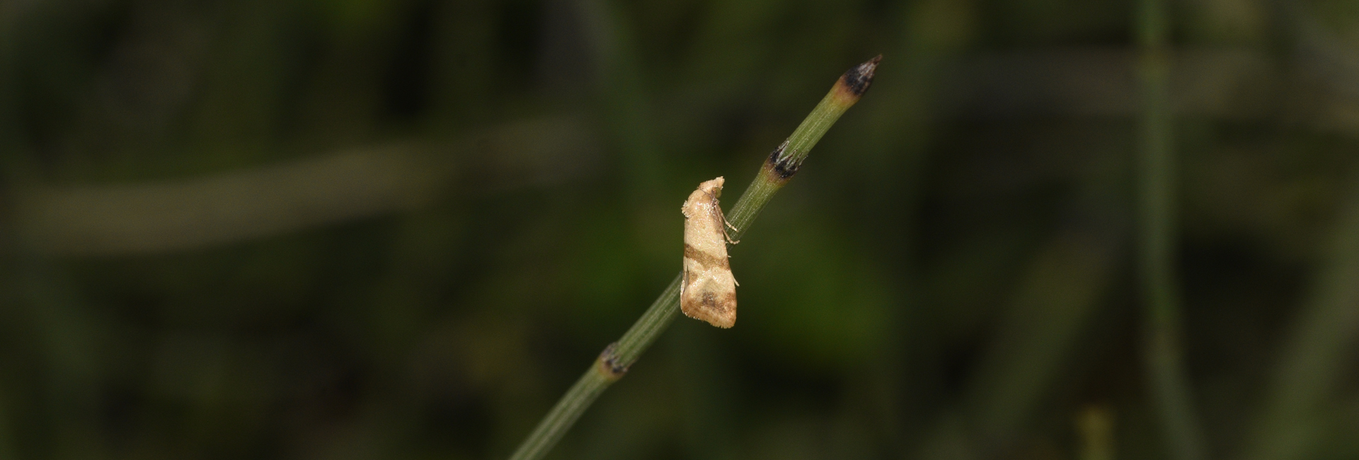 Phalonidia contractana, Crete - photo © K. Bormpoudaki