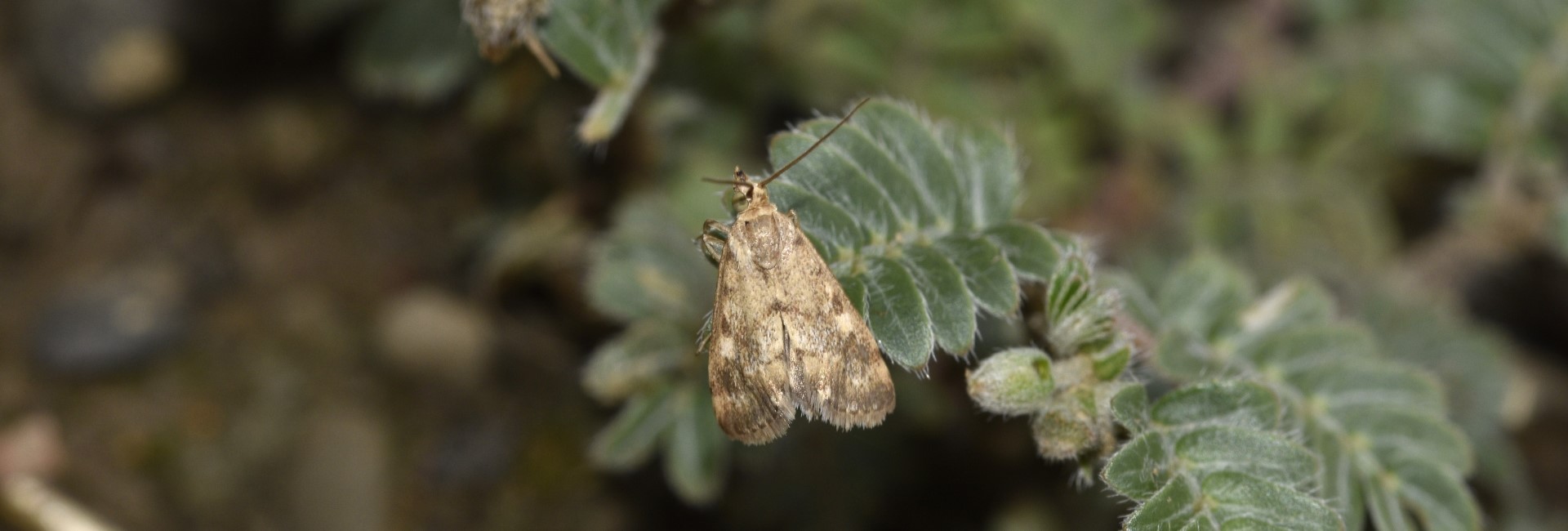 Tegostoma comparalis, Crete - photo © K. Bormpoudaki