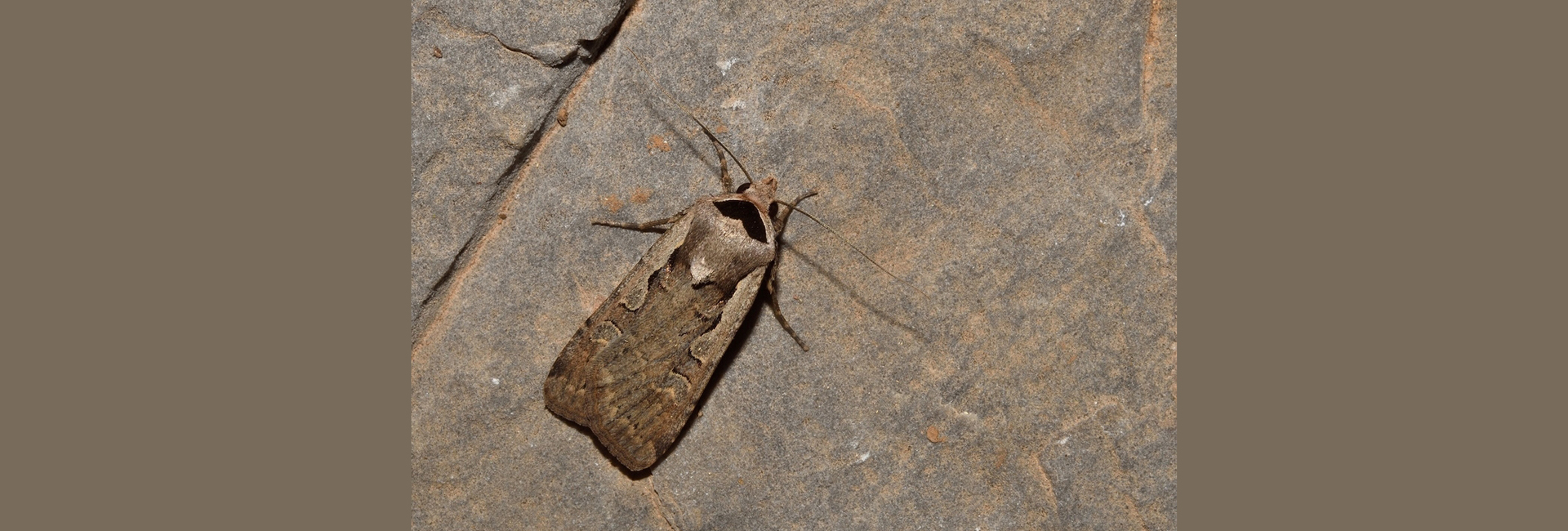 Dichagyris flammatra, Crete - photo © Luca Sattin