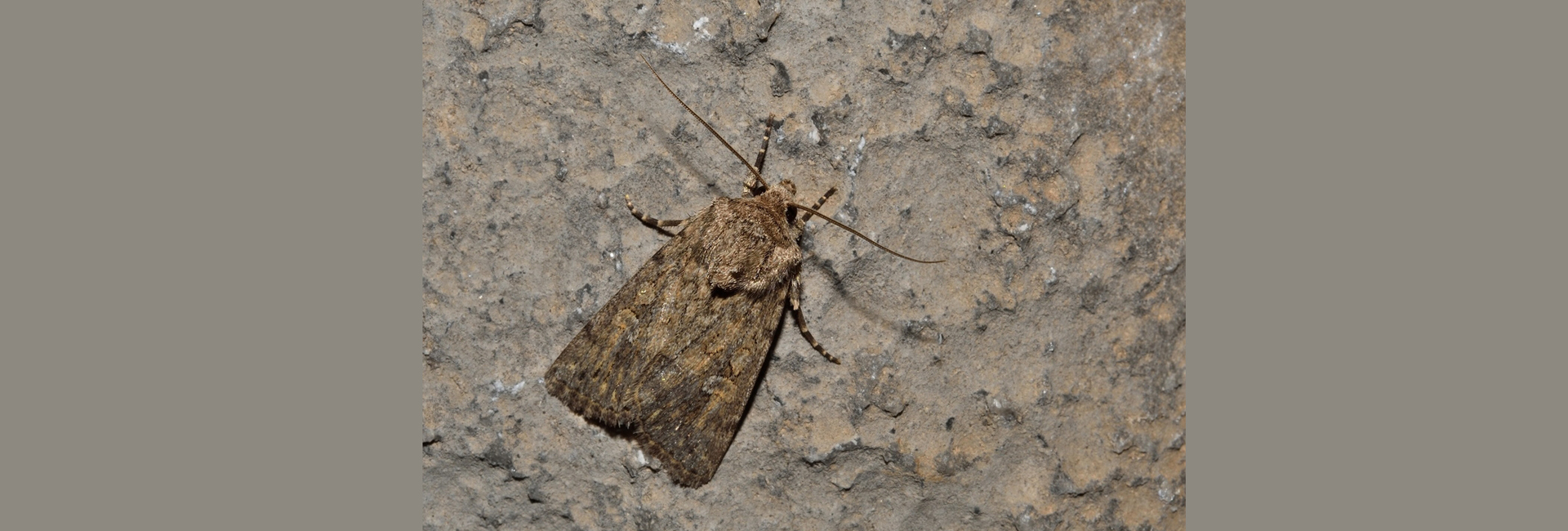 Dichagyris insula, Crete - photo © Luca Sattin