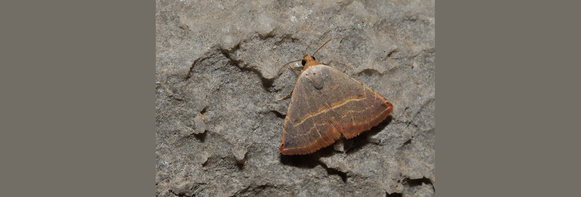 Eublemma polygramma, Crete - photo © Luca Sattin