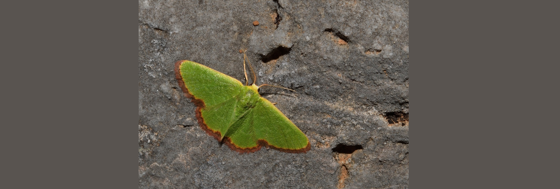 Eucrostes indigenata, Crete - photo © Luca Sattin