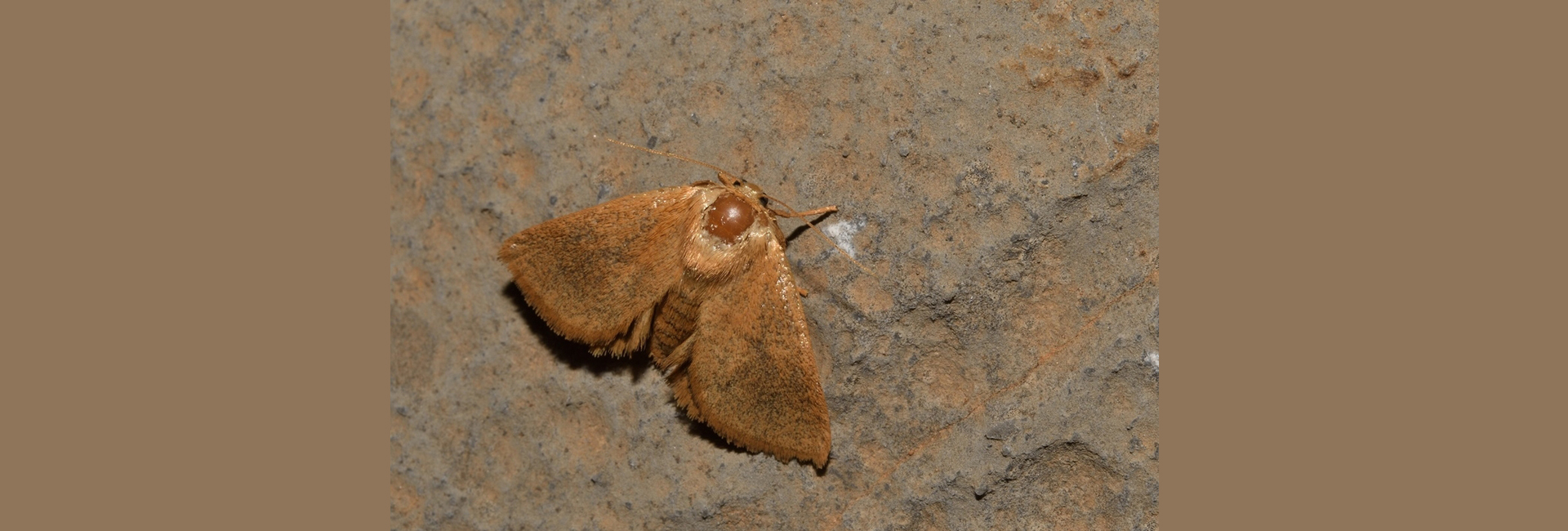 Hoyosia cretica, Crete - photo © Luca Sattin