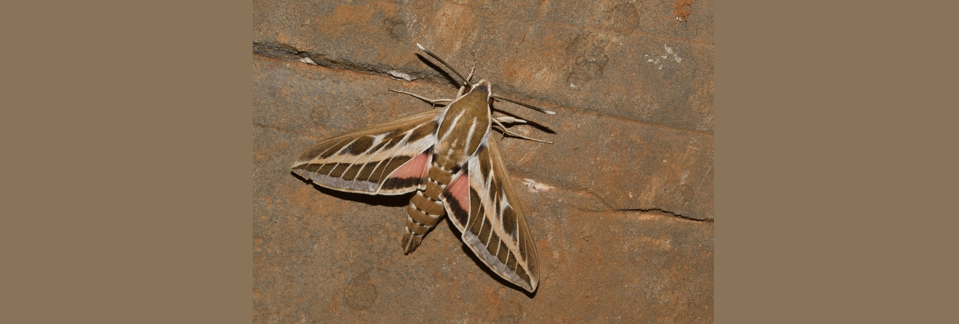 Hyles livornica, Crete - photo © Luca Sattin