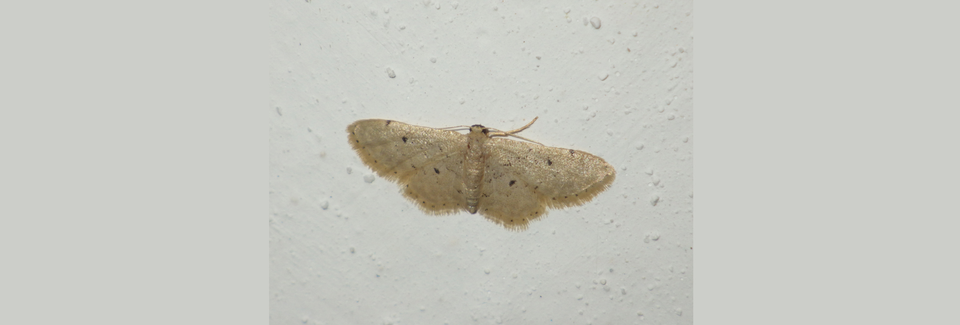 Idaea intermedia, Crete - photo © Andreas Manz