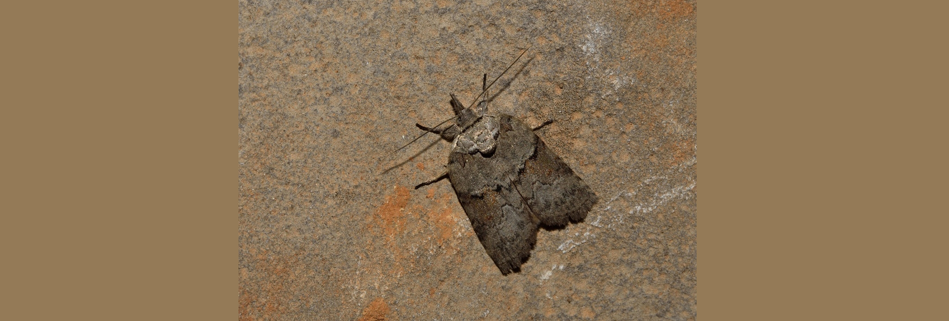 Nycteola revayana, Crete - photo © Luca Sattin