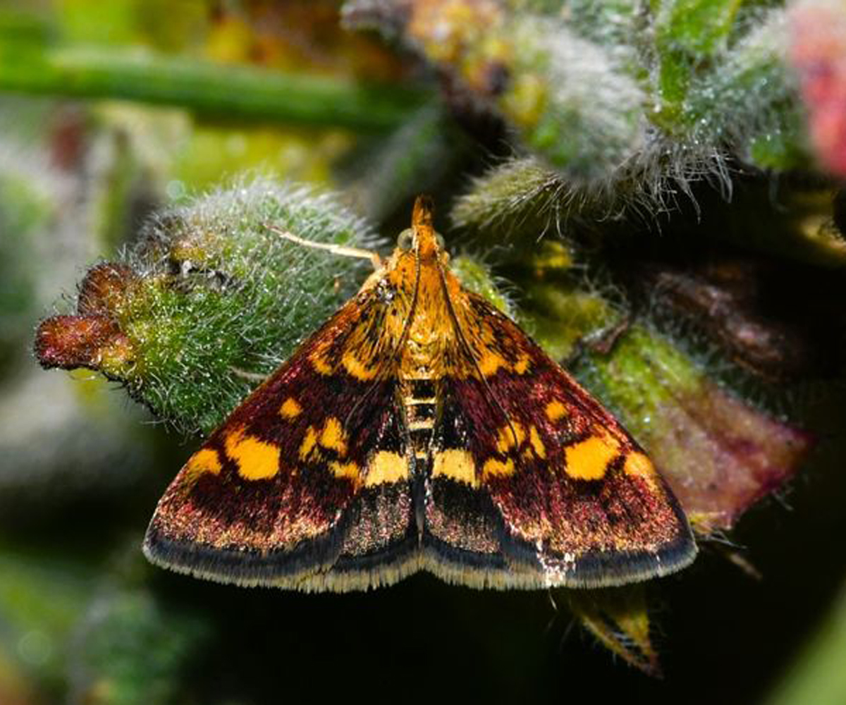 Pyrausta aurata, Crete - photo © Marinos Gogolos