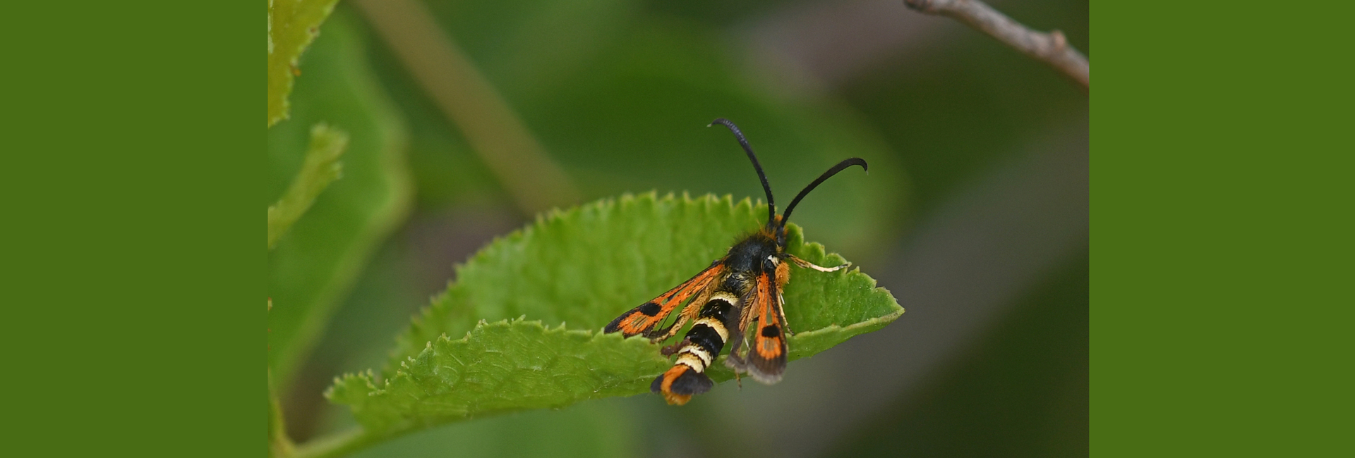 Pyropteron nigrobarbata, Crete - photo © Fotis Samaritakis