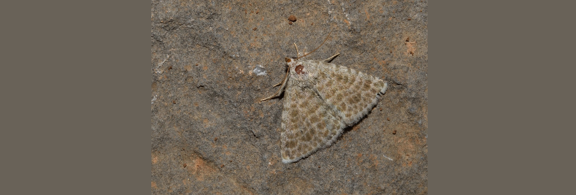 Rhypagla lacernaria, Crete - photo © Luca Sattin