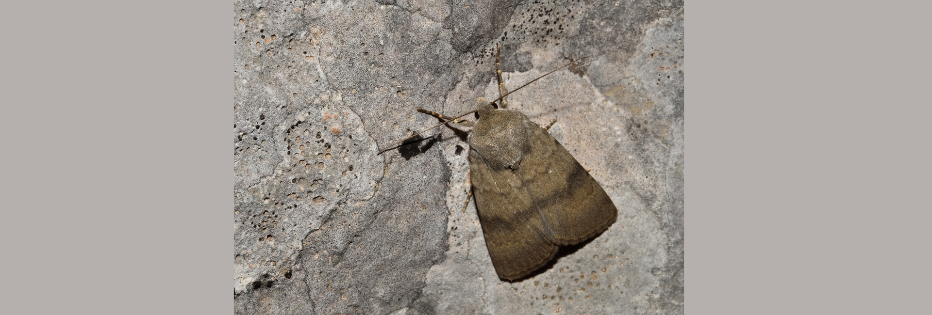 Standfussiana sturanyi, Crete - photo © Luca Sattin