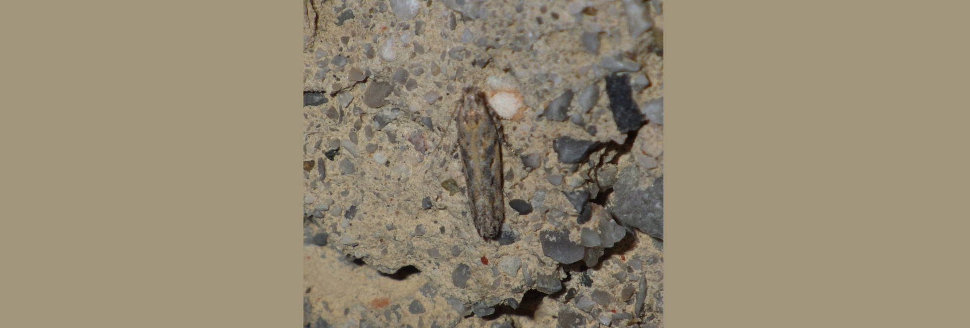 Scrobipalpa atriplicella, Crete - photo © Andreas Manz