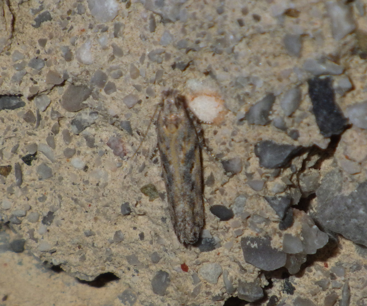 Scrobipalpa atriplicella, Crete - photo © Andreas Manz