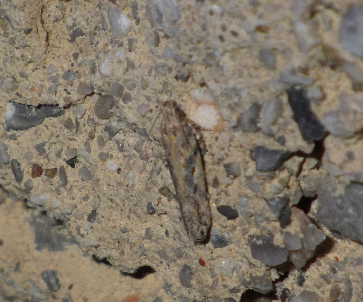 Scrobipalpa atriplicella, Crete - photo © Andreas Manz