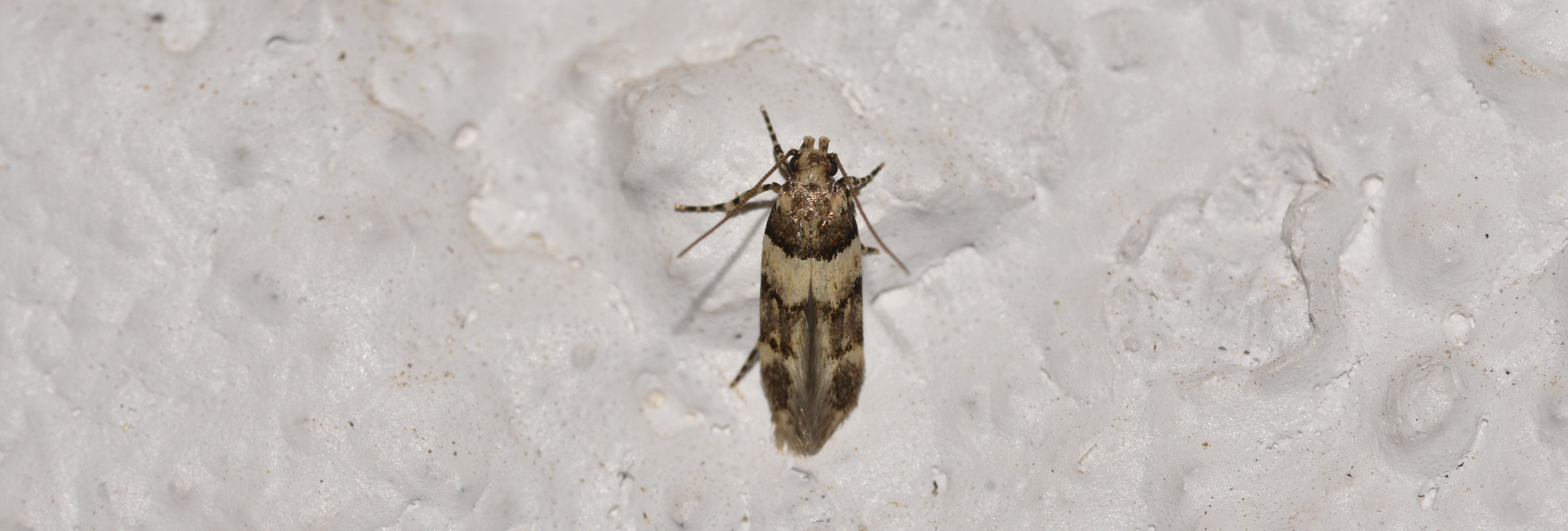 Alloclita recisella, Crete - photo © K. Bormpoudaki