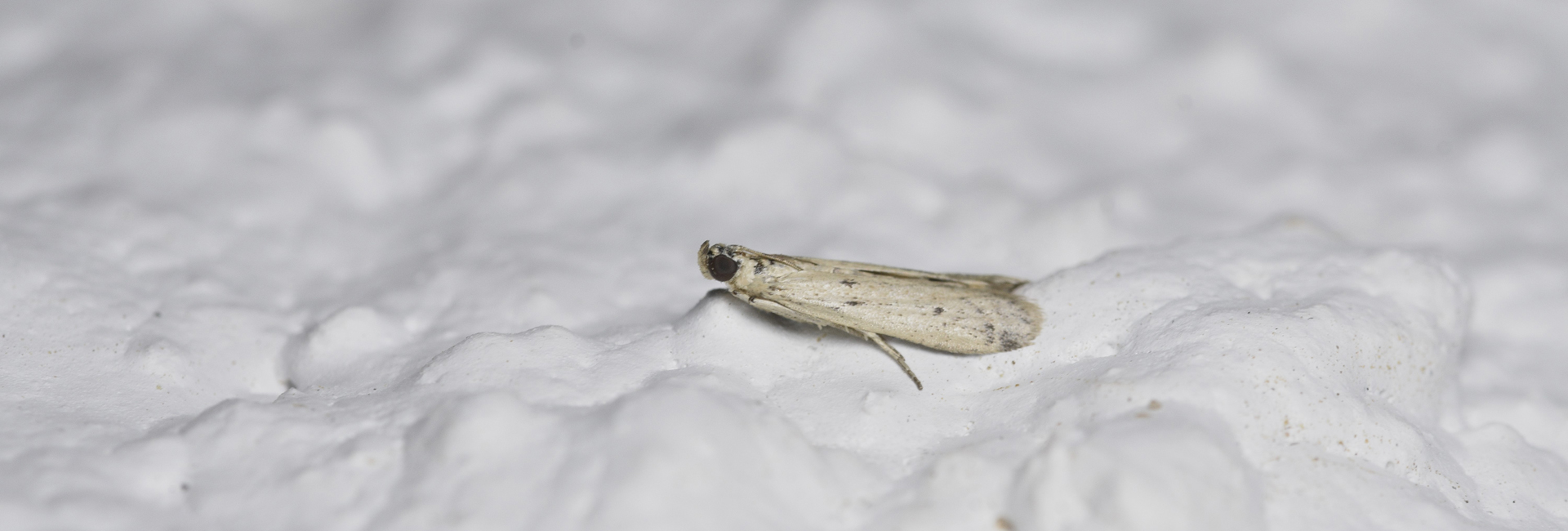 Homoeosoma inustella, Crete - photo © K. Bormpoudaki