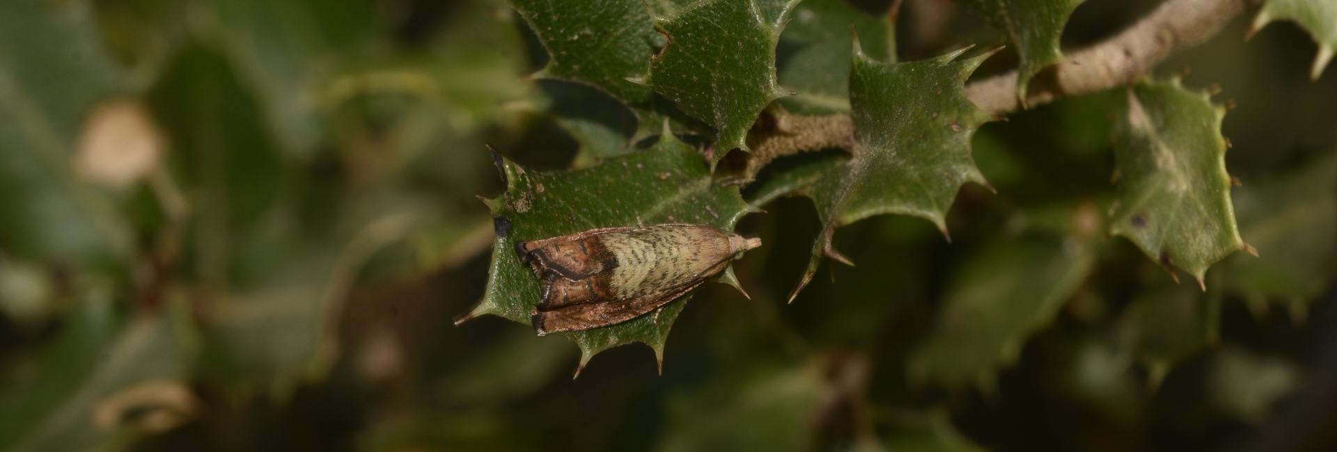 Cydia amplana, Crete - photo © K. Bormpoudaki