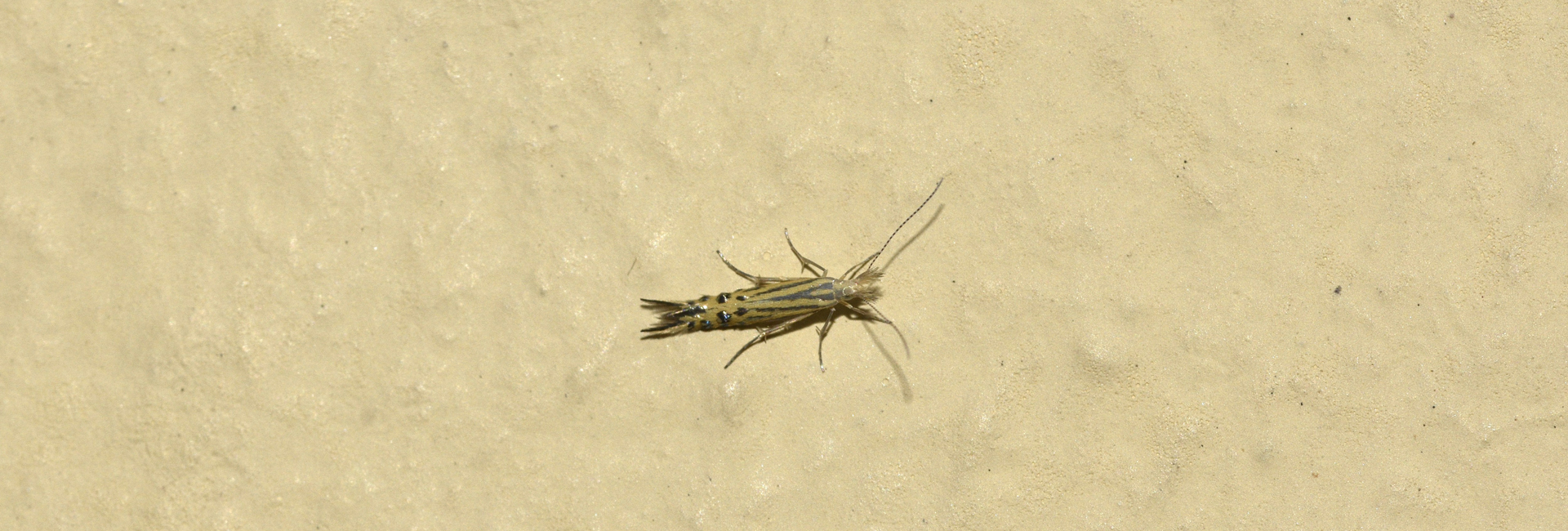 Coleophora auroguttella, Crete - photo © K. Bormpoudaki