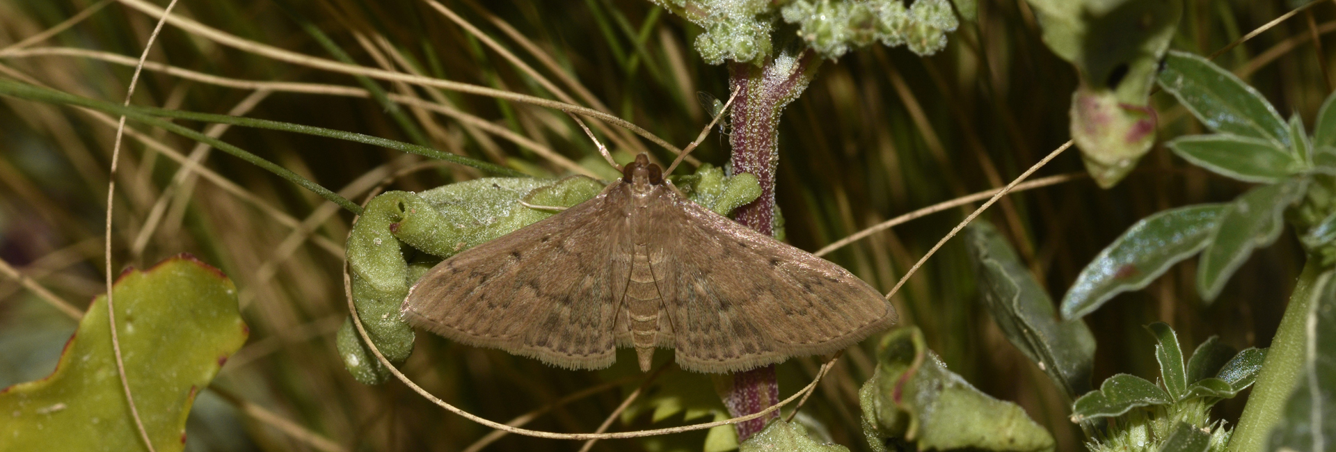 Herpetogramma licarsisalis, Crete - photo © K. Bormpoudaki