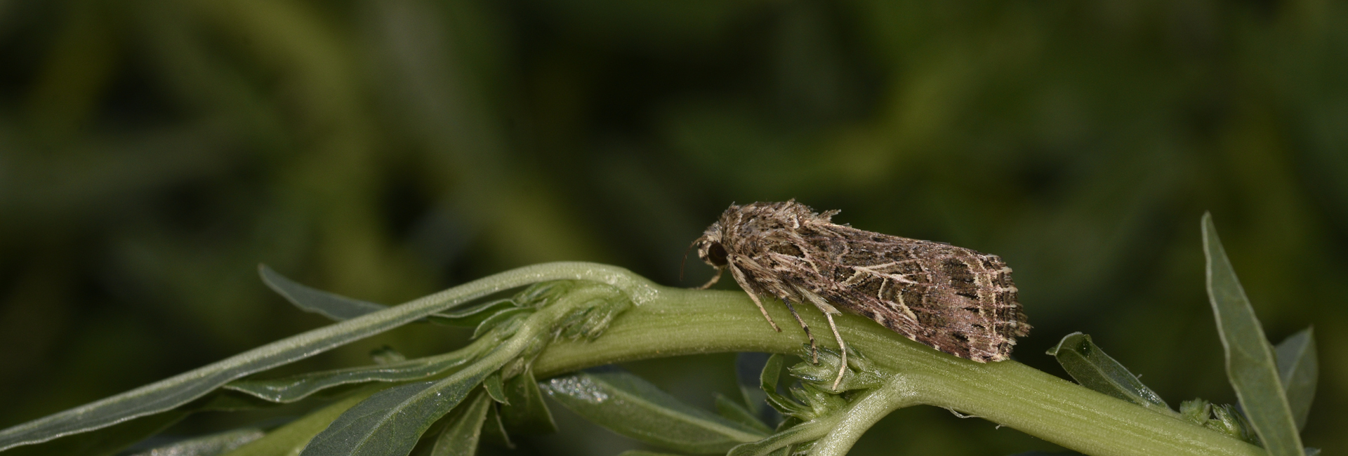 Spodoptera littoralis, Crete - photo © K. Bormpoudaki