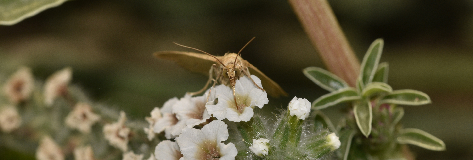 Achyra nudalis, Crete - photo © K. Bormpoudaki