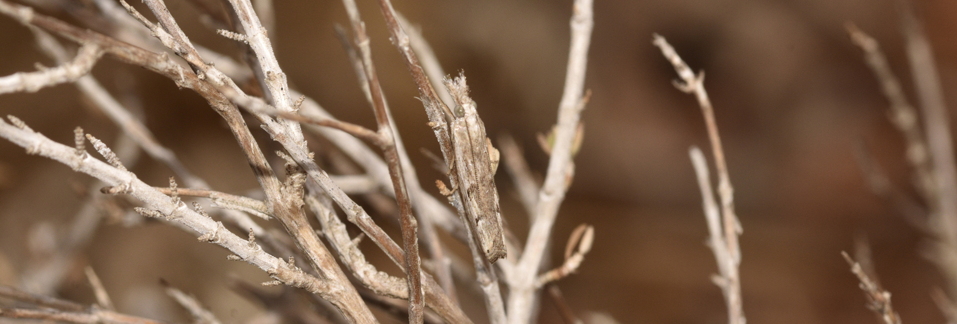 Agriphila tolli, Crete - photo © K. Bormpoudaki