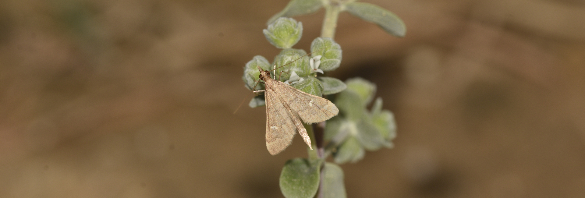 Dolicharthria punctalis, Crete - photo © K. Bormpoudaki