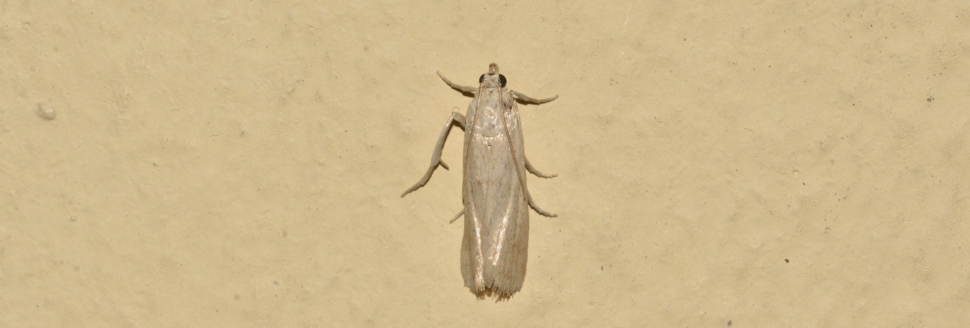 Faveria dionysia, Crete - photo © K. Bormpoudaki