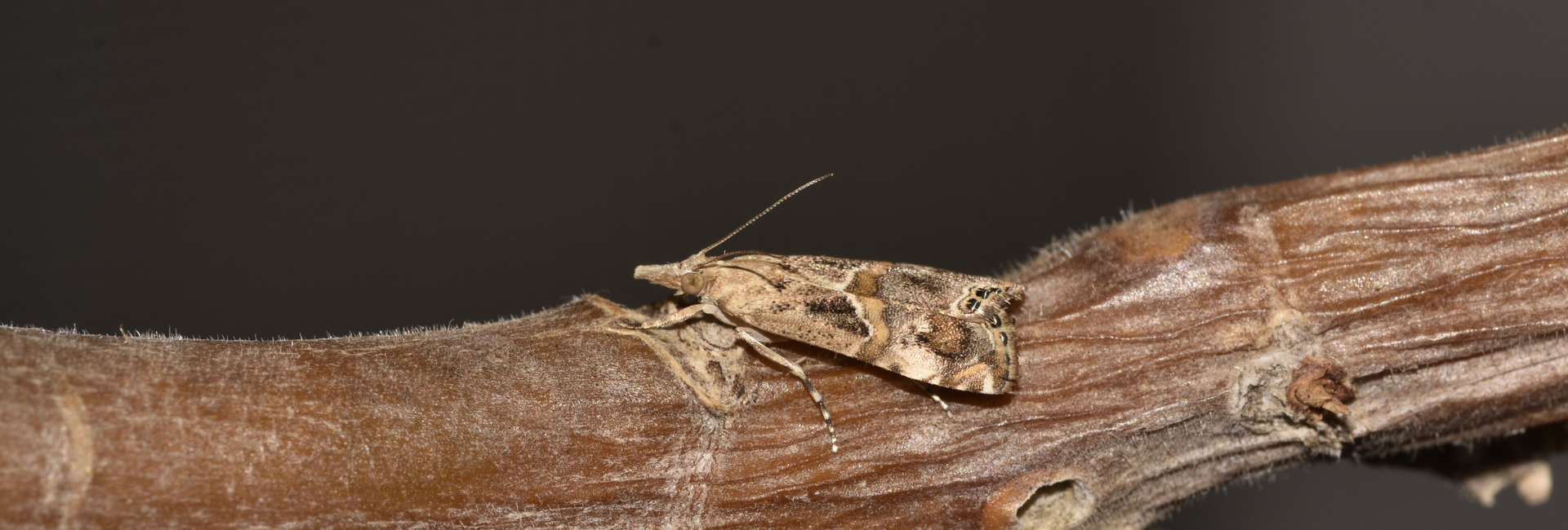 Euchromius cambridgei, Crete - photo © K. Bormpoudaki