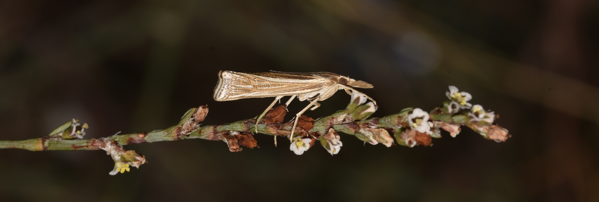 Ancylolomia tentaculella, Crete - photo © K. Bormpoudaki